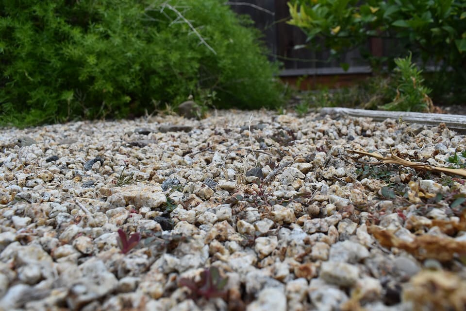 Ground-level close-up of a bed of cream and tan crushed granite gravel with a few dark lava-like pieces, with green shrubs behind.